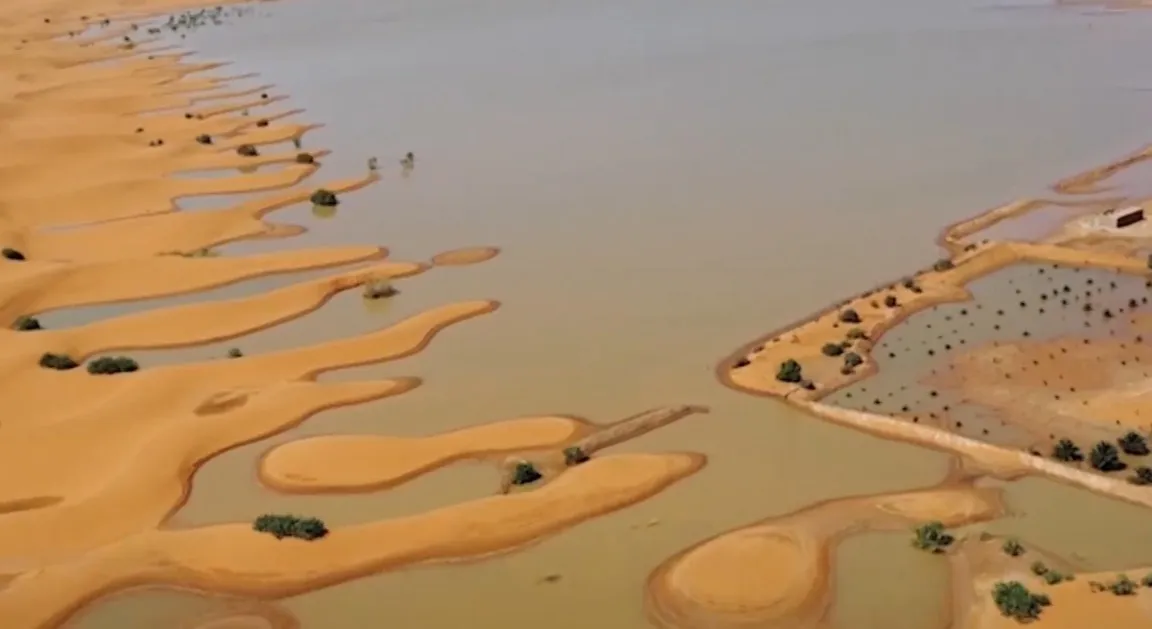 Chuvas Raras Revivem o Deserto e Renascem Esperanças