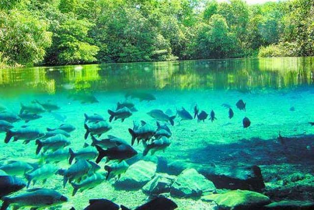 peixes na lagoa
