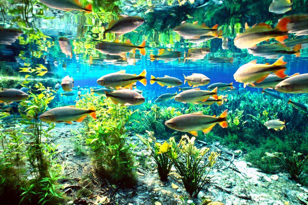 lago azul com peixes