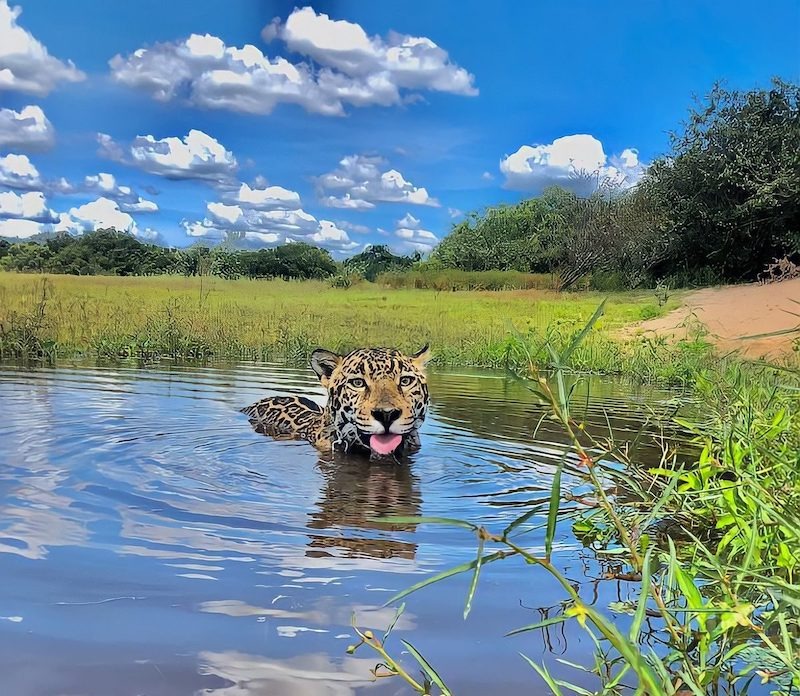 Viagem ao Pantanal Selvagem