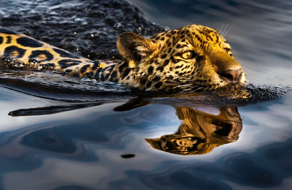 Viagem ao Pantanal Selvagem