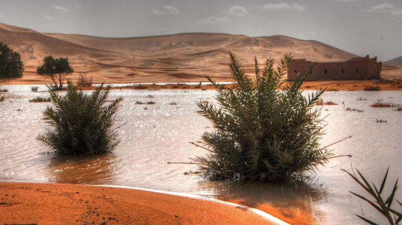 Chuvas Raras Revivem o Deserto