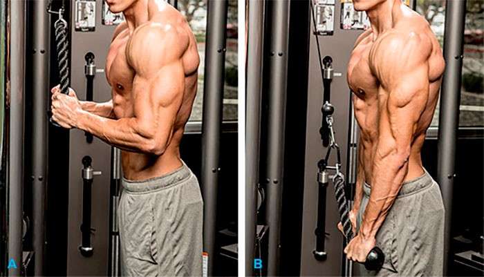 5 Passos para Tríceps Definidos