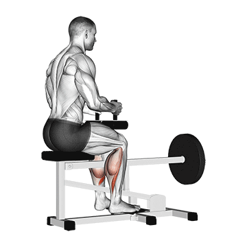 5 Exercícios para Panturrilha Panturrilha Sentada: O Segredo do Sólio e Os Benefícios do Treino de Panturrilhas