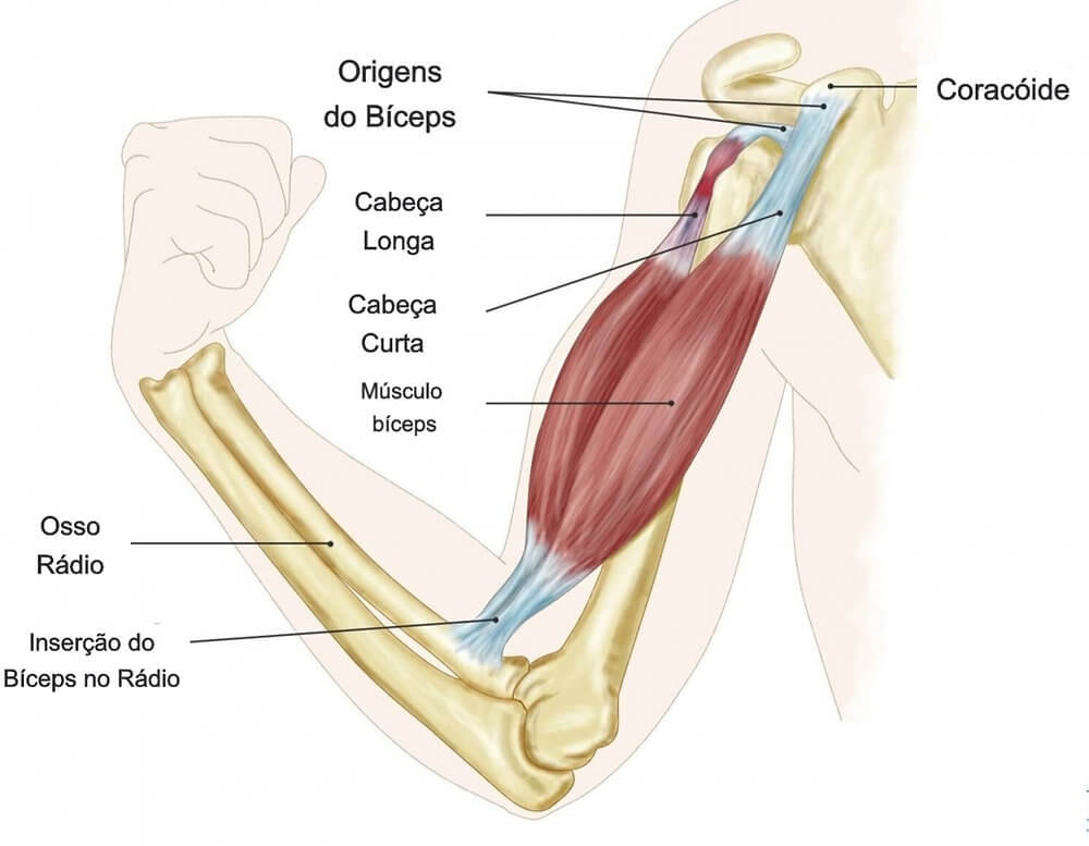 4 Melhores Exercícios para Bíceps, Qual o Músculo do Bíceps? A Anatomia por Trás da Força