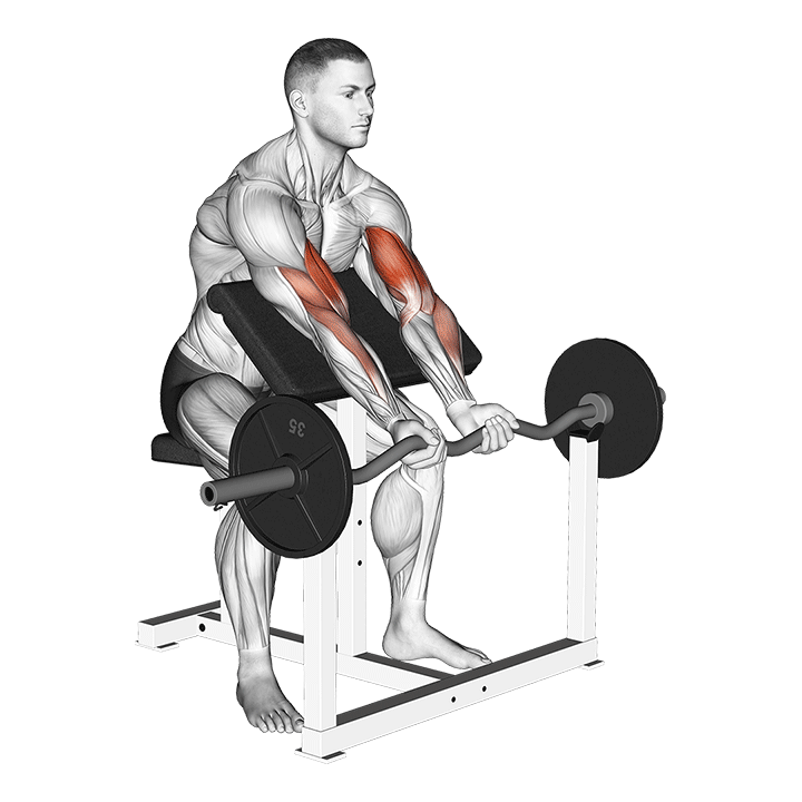 Melhores Exercícios para o Bíceps